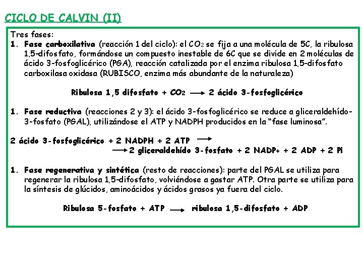 CICLO DE CALVIN (II) Tres fases: 1. Fase carboxilativa (reacción 1 del ciclo): el