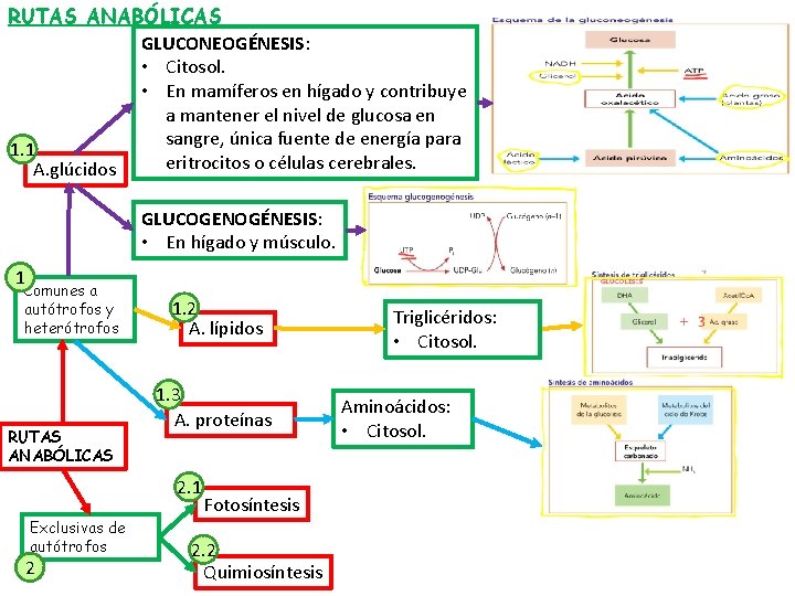 RUTAS ANABÓLICAS GLUCONEOGÉNESIS: • Citosol. • En mamíferos en hígado y contribuye a mantener