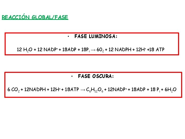 REACCIÓN GLOBAL/FASE LUMINOSA: • 12 H 2 O + 12 NADP+ + 18 ADP