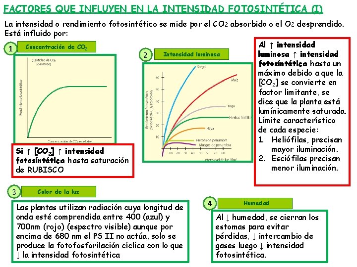 FACTORES QUE INFLUYEN EN LA INTENSIDAD FOTOSINTÉTICA (I) La intensidad o rendimiento fotosintético se