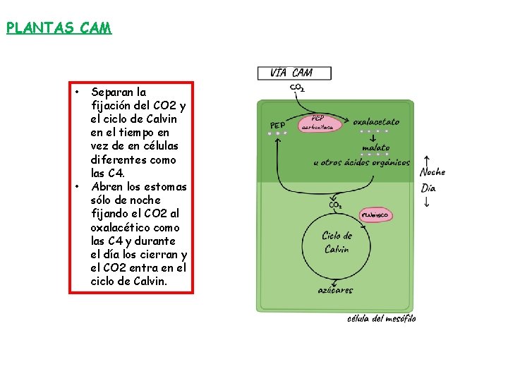 PLANTAS CAM • • Separan la fijación del CO 2 y el ciclo de