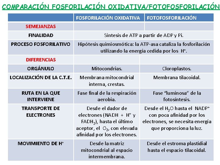 COMPARACIÓN FOSFORILACIÓN OXIDATIVA/FOTOFOSFORILACIÓN OXIDATIVA FOTOFOSFORILACIÓN SEMEJANZAS FINALIDAD Síntesis de ATP a partir de ADP