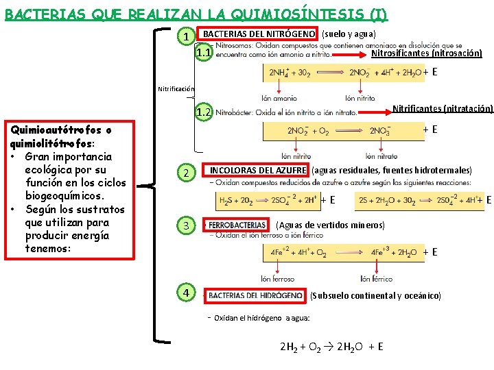 BACTERIAS QUE REALIZAN LA QUIMIOSÍNTESIS (I) 1 BACTERIAS DEL NITRÓGENO (suelo y agua) 1.