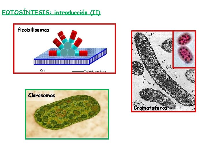 FOTOSÍNTESIS: introducción (II) ficobilisomas Clorosomas Cromatóforos 
