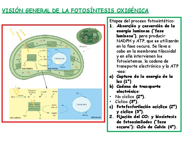 VISIÓN GENERAL DE LA FOTOSÍNTESIS OXIGÉNICA Etapas del proceso fotosintético: 1. Absorción y conversión