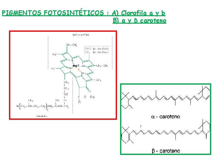 PIGMENTOS FOTOSINTÉTICOS : A) Clorofila a y b B) α y β caroteno 