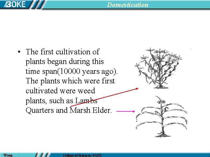 Domestication • The first cultivation of plants began during this time span(10000 years ago).