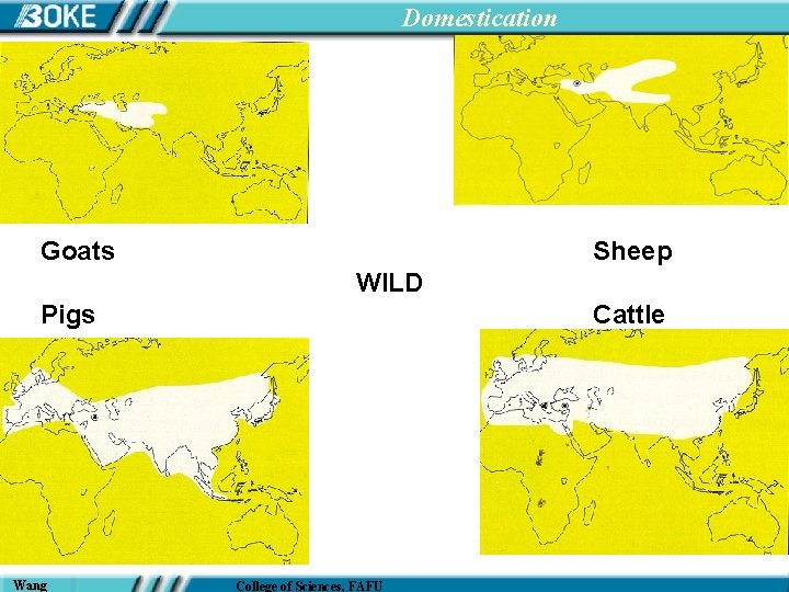 Domestication Goats Sheep WILD Pigs Wang Cattle College of Sciences, FAFU 