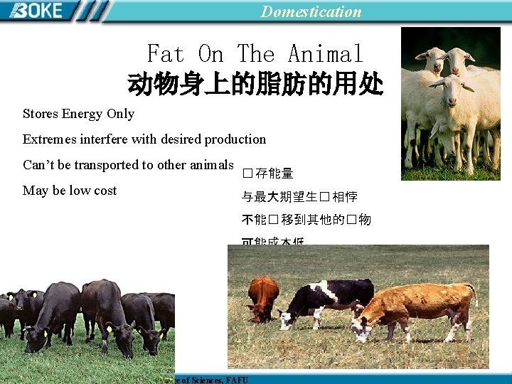 Domestication Fat On The Animal 动物身上的脂肪的用处 Stores Energy Only Extremes interfere with desired production