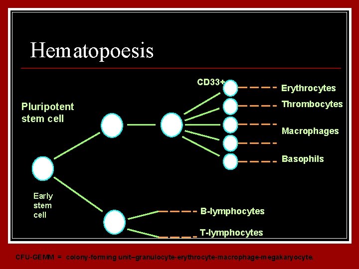 Hematopoesis Committed stem cells Pluripotent stem cell CD 33 - Early stem cell CD