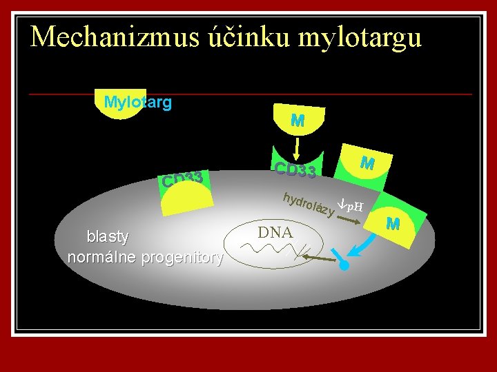 Mechanizmus účinku mylotargu Mylotarg CD 33 M hydr oláz p. H y blasty normálne