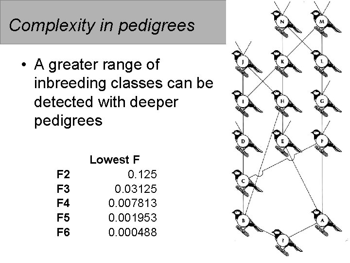 Complexity in pedigrees • A greater range of inbreeding classes can be detected with