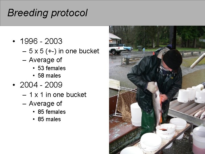 Breeding protocol • 1996 - 2003 – 5 x 5 (+-) in one bucket