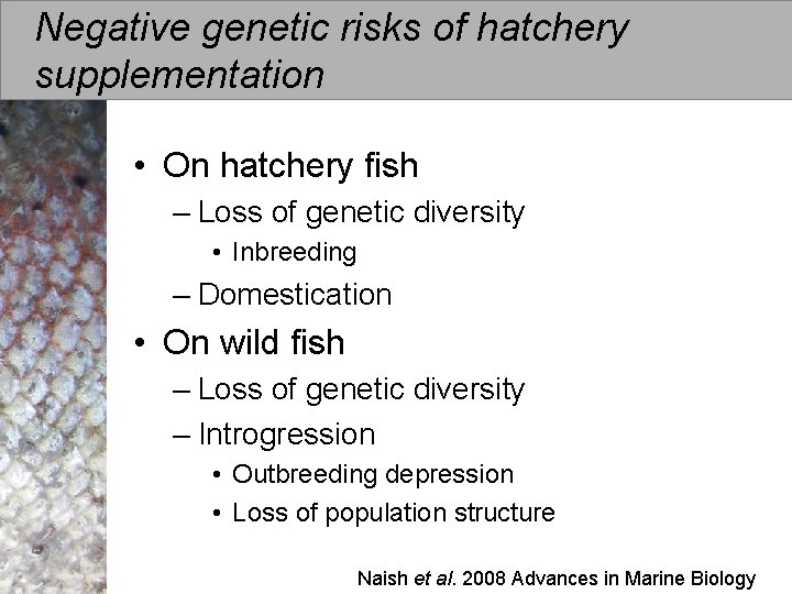 Negative genetic risks of hatchery supplementation • On hatchery fish – Loss of genetic