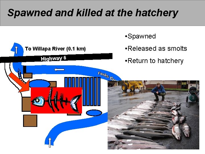 Spawned and killed at the hatchery • Spawned To Willapa River (0. 1 km)