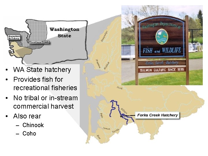  • WA State hatchery • Provides fish for recreational fisheries • No tribal