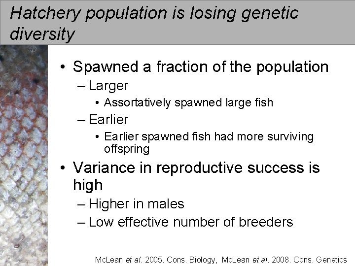 Hatchery population is losing genetic diversity • Spawned a fraction of the population –
