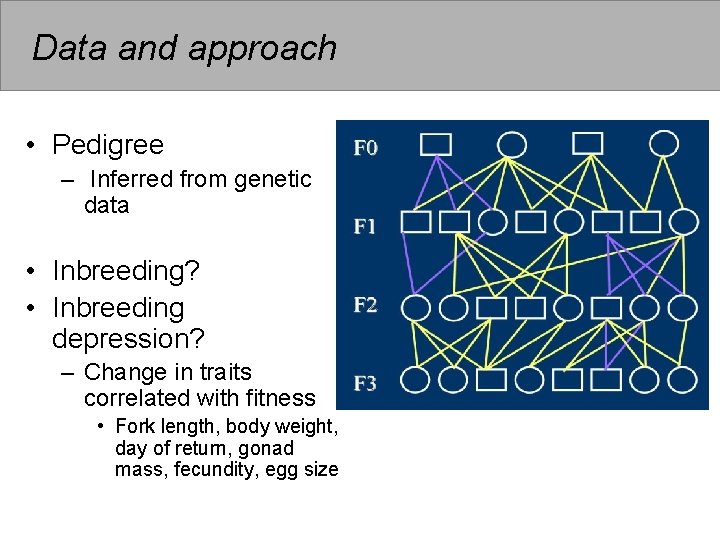 Data and approach • Pedigree – Inferred from genetic data • Inbreeding? • Inbreeding