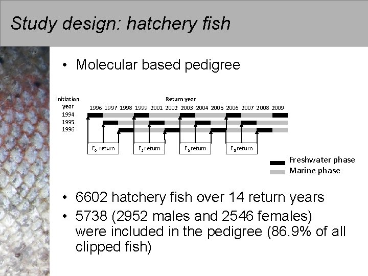 Study design: hatchery fish • Molecular based pedigree Initiation year 1994 1995 1996 Return