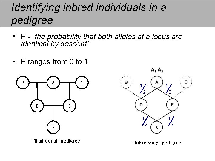 Identifying inbred individuals in a pedigree • F - “the probability that both alleles