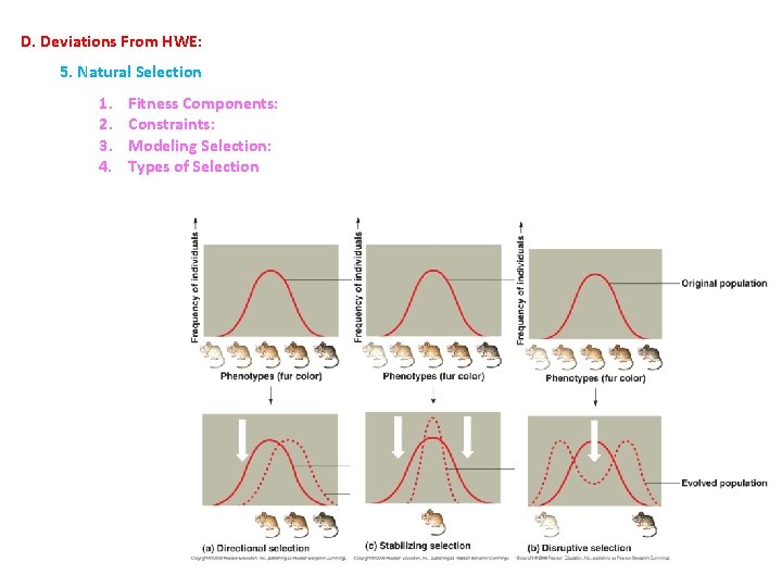 D. Deviations From HWE: 5. Natural Selection 1. Fitness Components: 2. Constraints: 3. Modeling