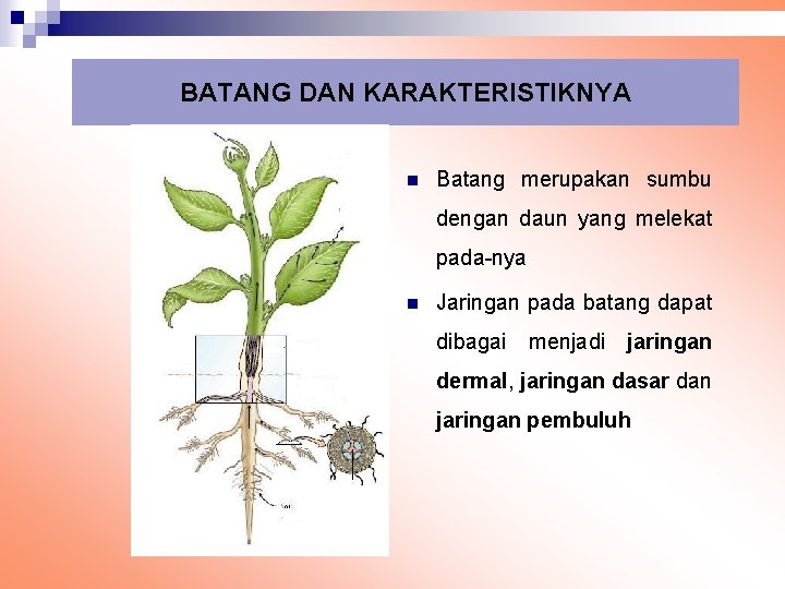 BATANG DAN KARAKTERISTIKNYA n Batang merupakan sumbu dengan daun yang melekat pada-nya n Jaringan