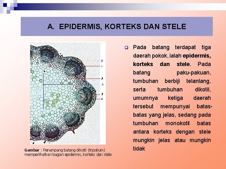 A. EPIDERMIS, KORTEKS DAN STELE q Pada batang terdapat tiga daerah pokok, ialah epidermis,
