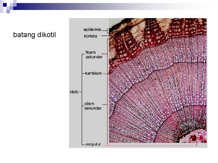 batang dikotil 