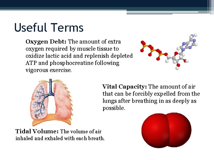 Useful Terms Oxygen Debt: The amount of extra oxygen required by muscle tissue to