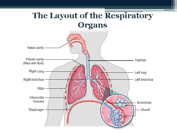 The Layout of the Respiratory Organs 