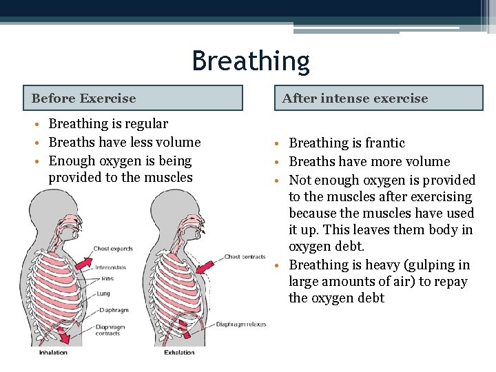 Breathing Before Exercise • Breathing is regular • Breaths have less volume • Enough