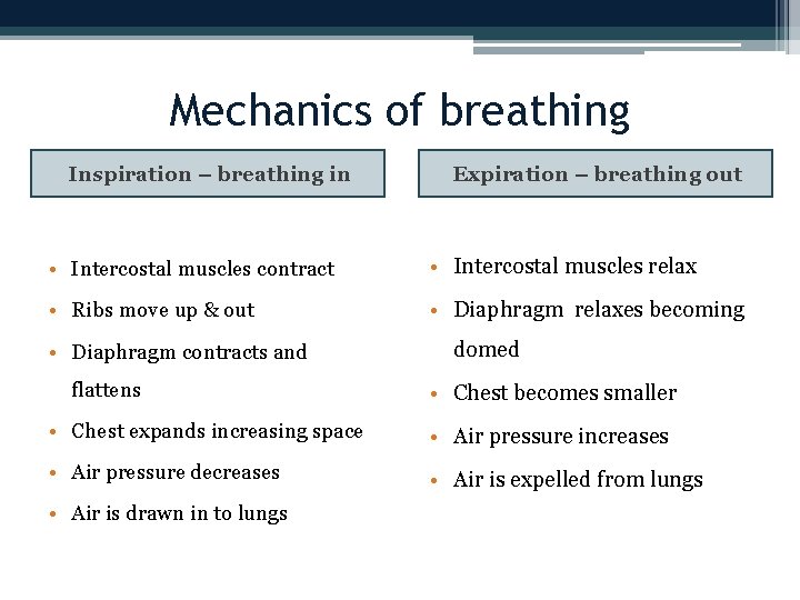 Mechanics of breathing Inspiration – breathing in Expiration – breathing out • Intercostal muscles