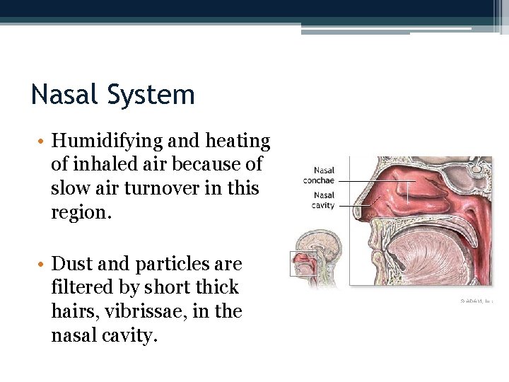 Nasal System • Humidifying and heating of inhaled air because of slow air turnover