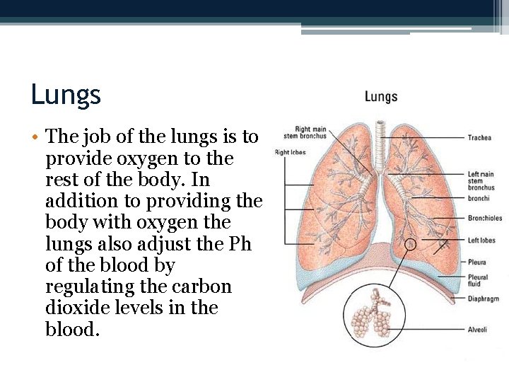 Lungs • The job of the lungs is to provide oxygen to the rest