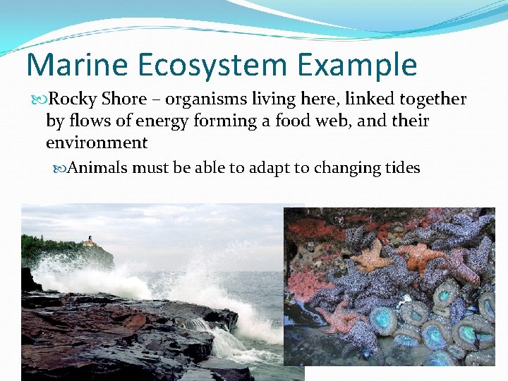 Marine Ecosystem Example Rocky Shore – organisms living here, linked together by flows of