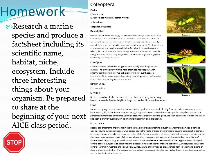 Homework Research a marine species and produce a factsheet including its scientific name, habitat,