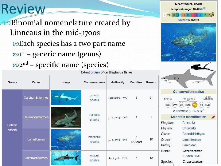 Review Binomial nomenclature created by Linneaus in the mid-1700 s Each species has a