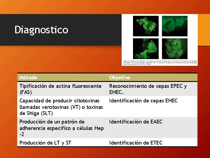 Diagnostico Método Objetivo Tipificación de actina fluorescente (FAS) Reconocimiento de cepas EPEC y EHEC.