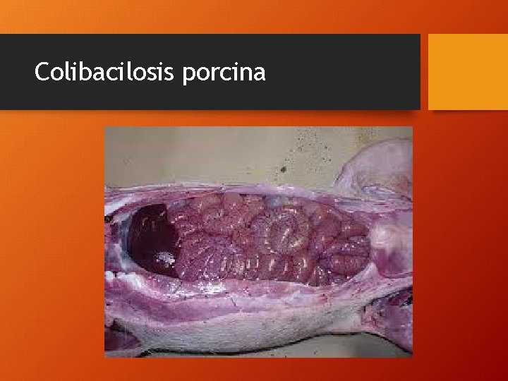 Colibacilosis porcina 