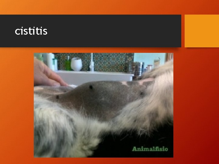 cistitis 