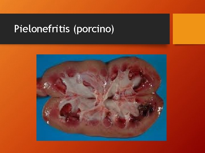 Pielonefritis (porcino) 