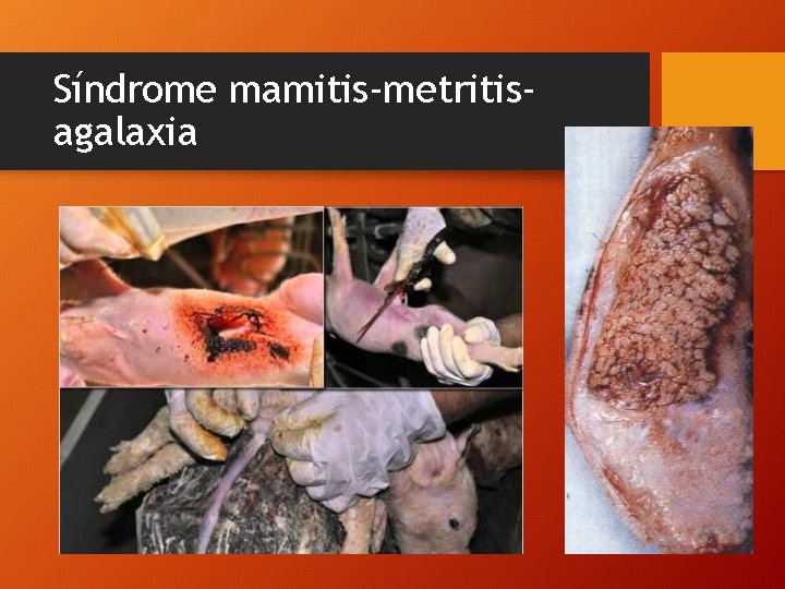 Síndrome mamitis-metritisagalaxia 