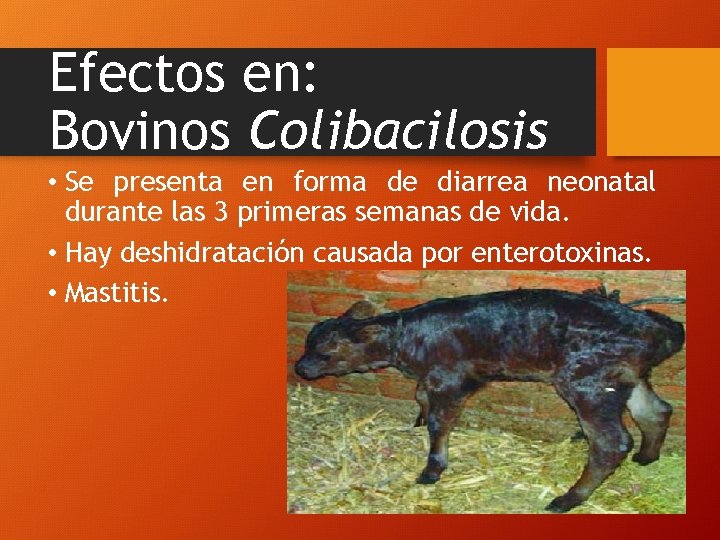 Efectos en: Bovinos Colibacilosis • Se presenta en forma de diarrea neonatal durante las