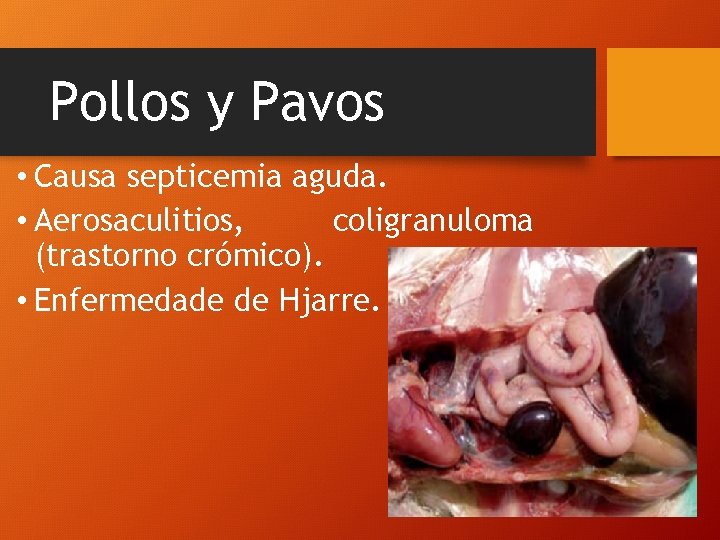 Pollos y Pavos • Causa septicemia aguda. • Aerosaculitios, coligranuloma (trastorno crómico). • Enfermedade