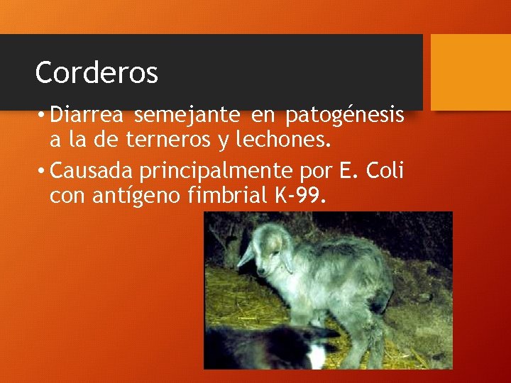 Corderos • Diarrea semejante en patogénesis a la de terneros y lechones. • Causada