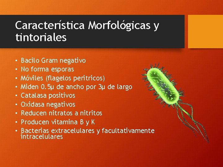 Característica Morfológicas y tintoriales • • • Bacilo Gram negativo No forma esporas Móviles