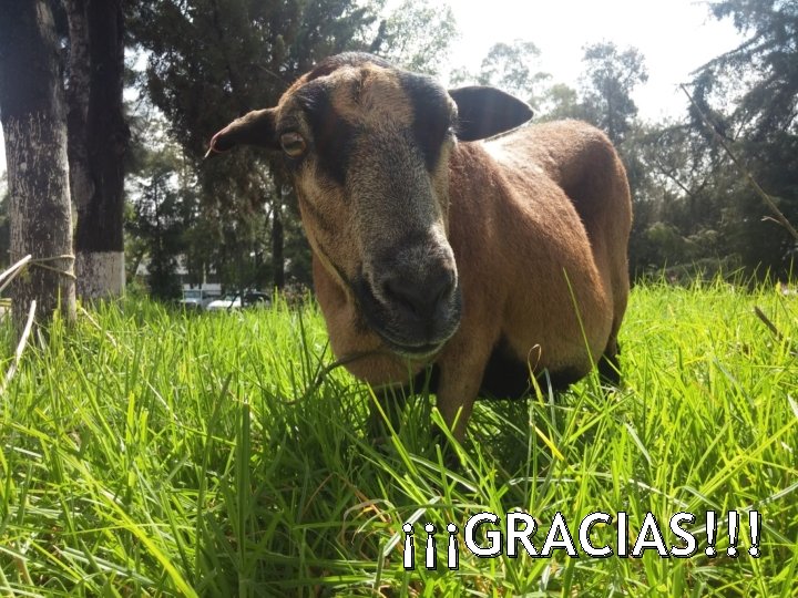 ¡¡¡GRACIAS!!! 