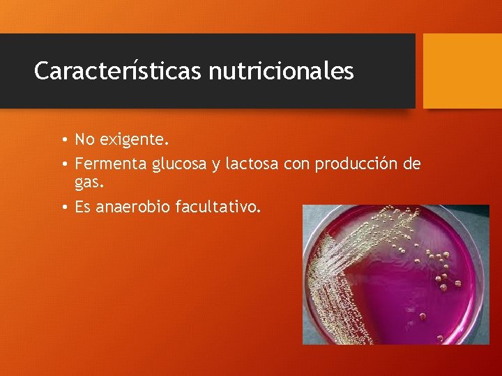 Características nutricionales • No exigente. • Fermenta glucosa y lactosa con producción de gas.