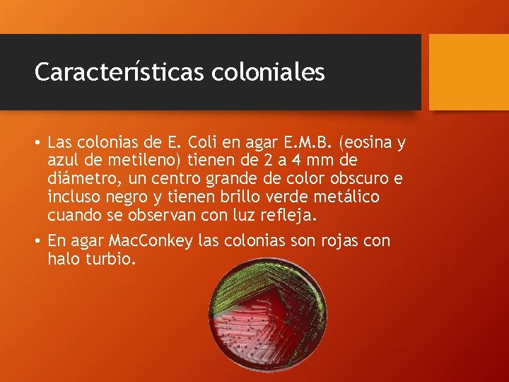 Características coloniales • Las colonias de E. Coli en agar E. M. B. (eosina