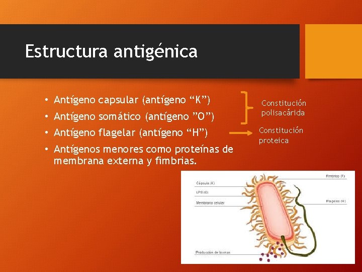 Estructura antigénica • Antígeno capsular (antígeno “K”) • Antígeno somático (antígeno ”O”) • Antígeno